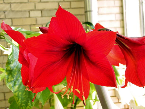 istock Washington Amaryllis belladonna 2010 820718274