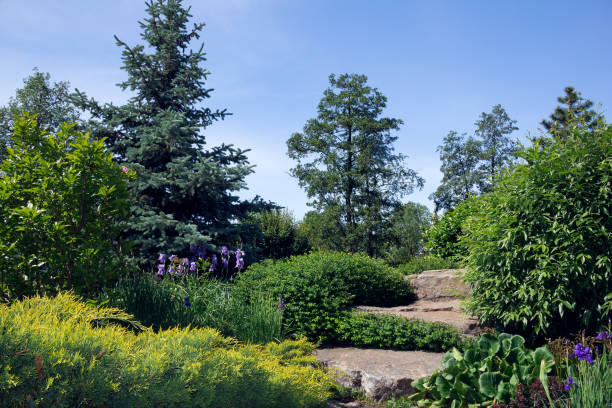 istock green garden with trees, bushes and stones 820719380