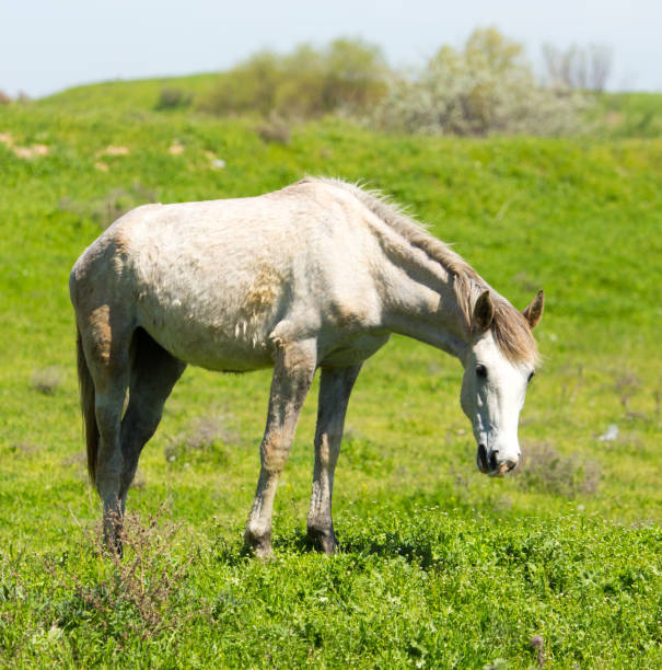 istock A horse in the pasture on a green lawn 820720178