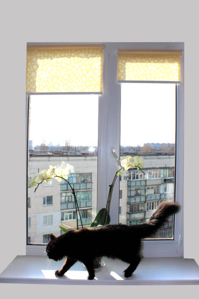 istock black cat walking on the window-sill 820721534