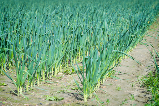 A thriving onion plantation in the vegetable garden is taken close up, covered with perforated plastic to prevent weeds from taking over the natural background.