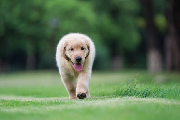 istock Cute Golden Retriever puppy 820722136