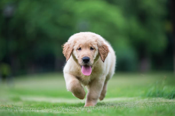 istock Cute Golden Retriever puppy 820722140