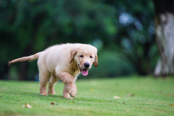istock Cute Golden Retriever puppy 820722200