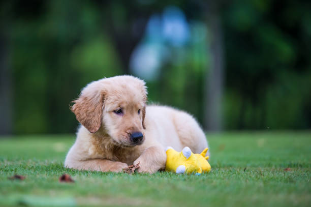 istock Cute Golden Retriever puppy 820722292