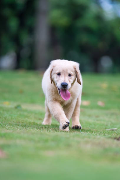 istock Cute Golden Retriever puppy 820722326