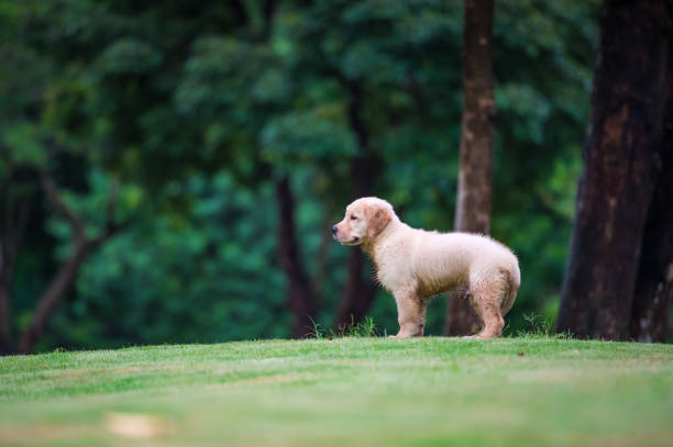 istock Cute Golden Retriever puppy 820722338