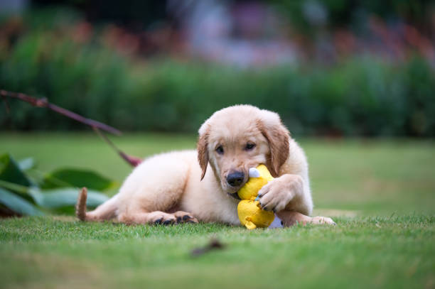 istock Cute Golden Retriever puppy 820722372