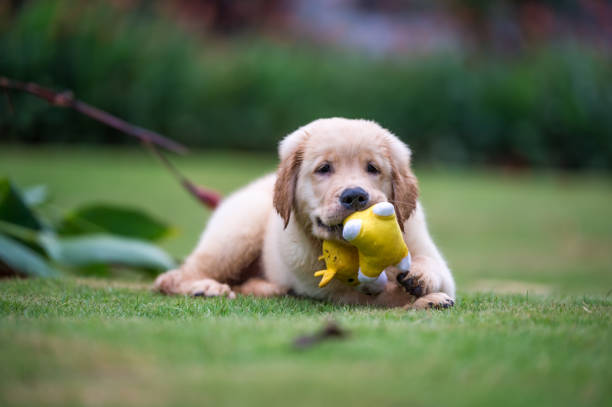 istock Cute Golden Retriever puppy 820722374