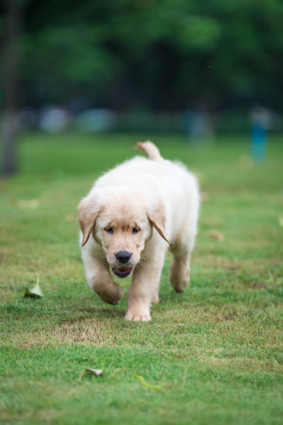 istock Cute Golden Retriever puppy 820722398