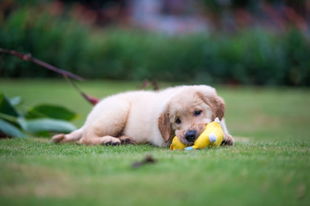 istock Cute Golden Retriever puppy 820722418