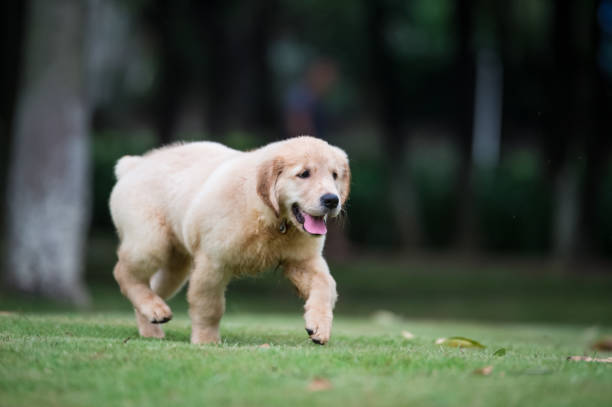 istock Cute Golden Retriever puppy 820722428