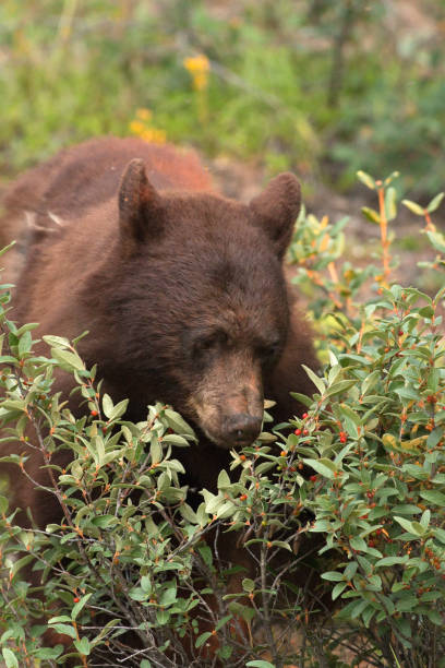 Eating hungrily, a cinnamon colored black bear inhales red Canadian buffaloberry berries along the Marmot Basin Road in Jasper National Park, Alberta, Canada.