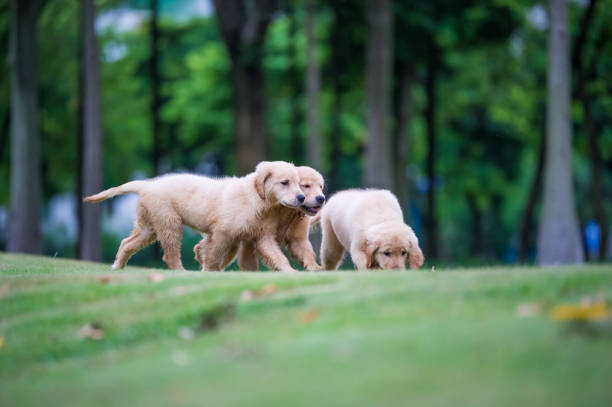 istock Cute Golden Retriever puppy 820725910