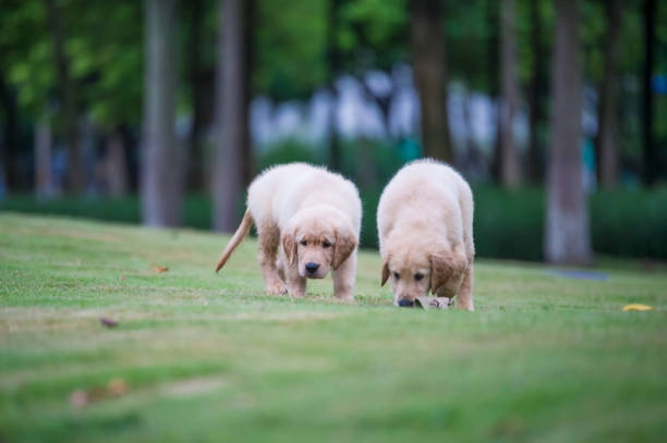 istock Cute Golden Retriever puppy 820725924