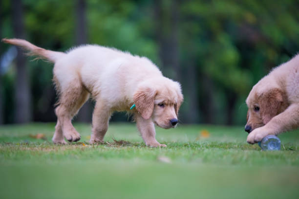 istock Cute Golden Retriever puppy 820725938