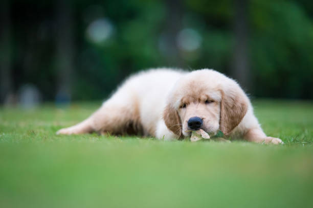 istock Cute Golden Retriever puppy 820725990