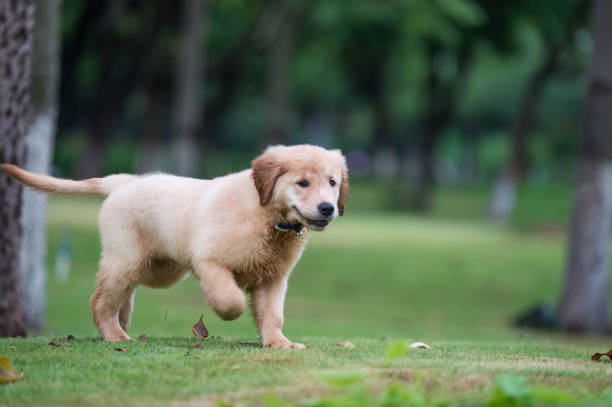 istock Cute Golden Retriever puppy 820726014
