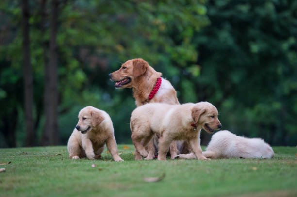 istock Cute Golden Retriever puppy 820726076