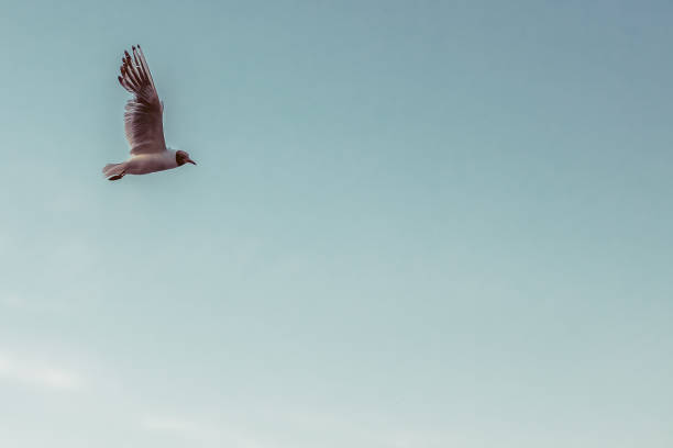 istock Sea gull flying in the sky 820727388
