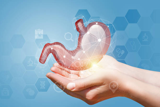 istock Model of the human stomach in hands. 820728484