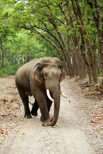 istock Tusker in the Jim CorbettT 820728616