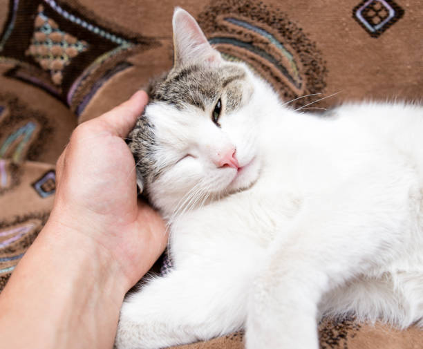 istock Caress the cat with her hand on the couch 820731160