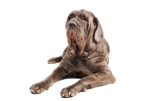 istock Italian mastiff cane corso on white background 820732140
