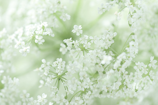 beautiful white flowers