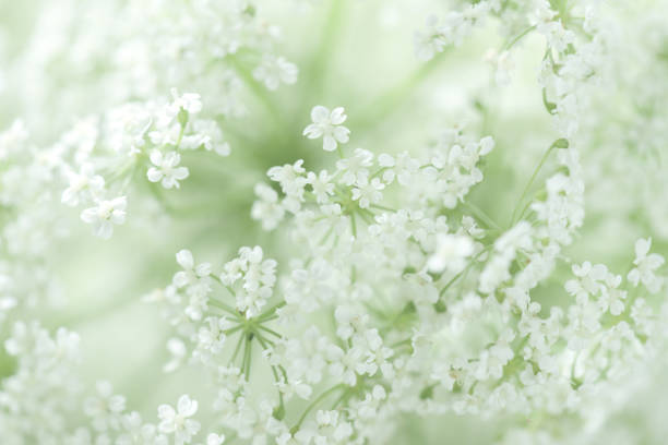 261,000+ Small White Flowers Stock Photos, Pictures & Royalty-Free Images -  iStock