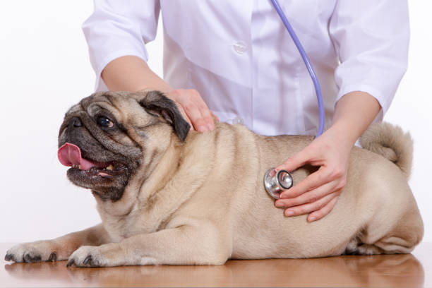 istock the vet listens with a stethoscope dog pug 820733214
