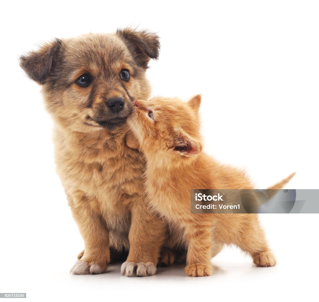 Puppy and kitten. Puppy and kitten isolated on white background. Dog Stock Photo