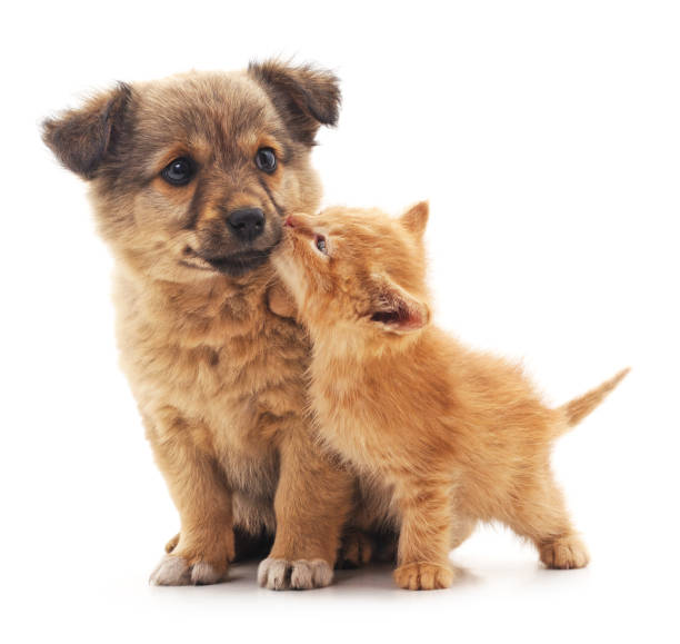 Puppy and kitten. Puppy and kitten isolated on white background. valentines day holiday photos stock pictures, royalty-free photos & images