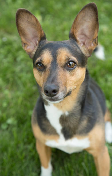 istock Portrait of a Terrier 820733826