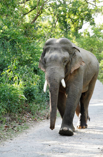istock Closeup of a massive tusker 820733928