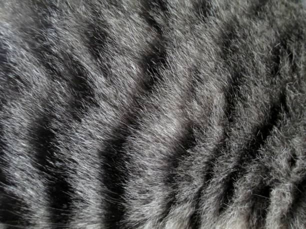 gato de pelo - peludo fotografías e imágenes de stock