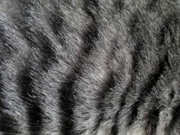 Cat Fur Close up of a cats fur tabby cat stock pictures, royalty-free photos & images