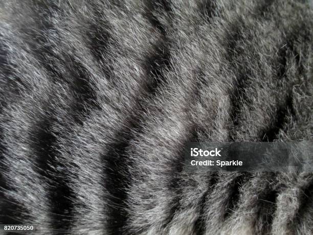 Cat Fur Stock Photo - Download Image Now - Domestic Cat, Animal Hair, Fur