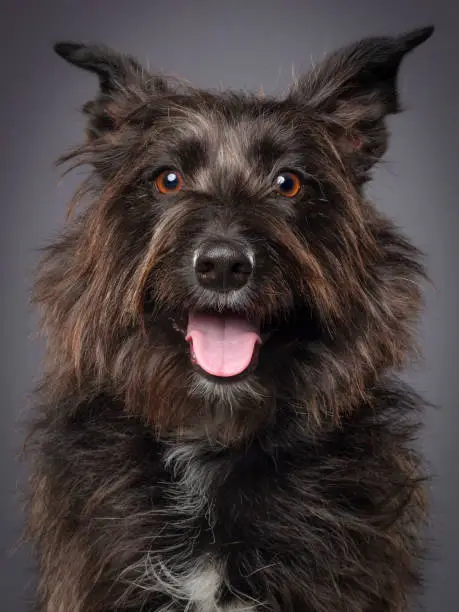 A close-up of a mixed breed Scottish Terrier dog.