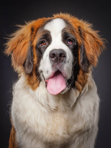 perro de raza pura st. bernard - saint bernard fotografías e imágenes de stock