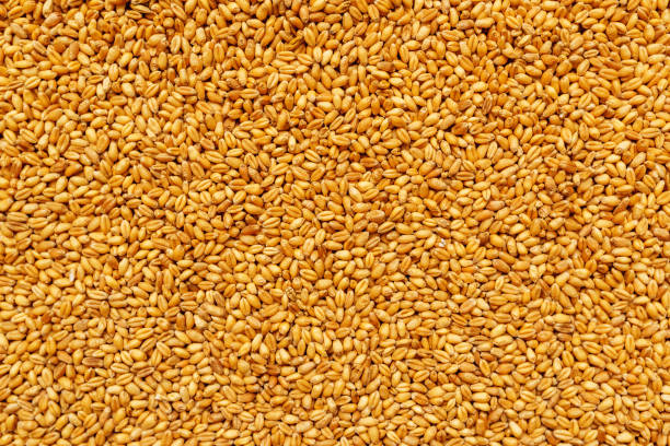 istock Top view of harvested barley wheat cereal grains 820736296