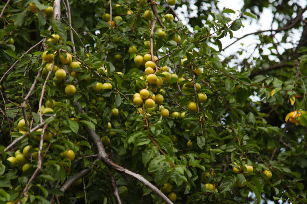 fruit tree with fruits of green plums
