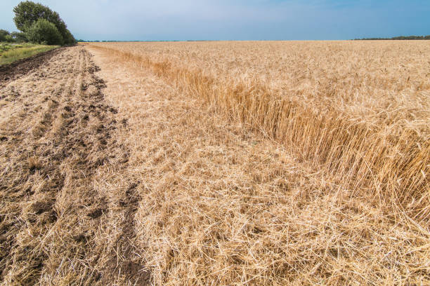 istock field of wheat against the sky. 820738462