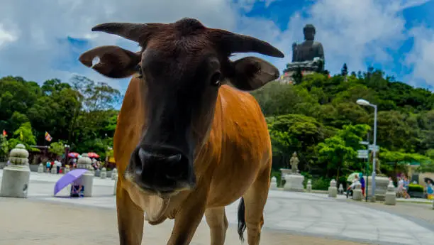 Photo of Tian Tan Buddha, Lantau near live cow