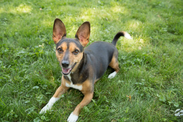 istock Portrait of a Terrier 820740582