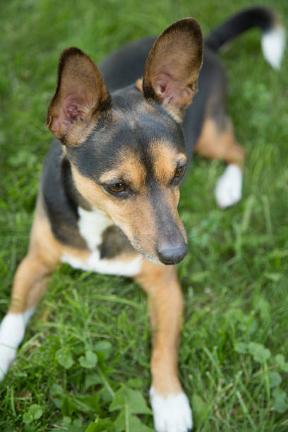 istock Portrait of a Terrier 820740770