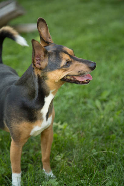 istock Portrait of a Terrier 820740916