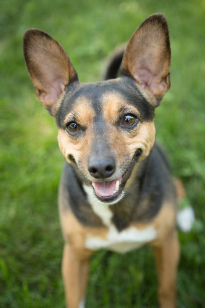 istock Portrait of a Terrier 820741026