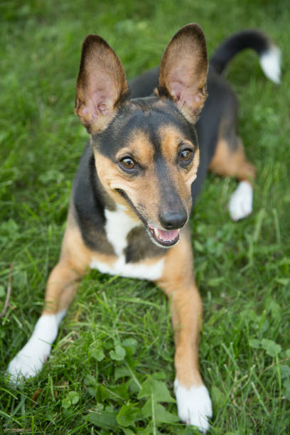 istock Portrait of a Terrier 820741106