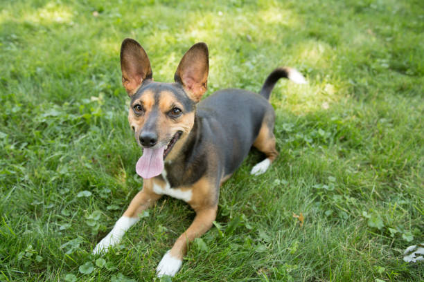 istock Portrait of a Terrier 820741272